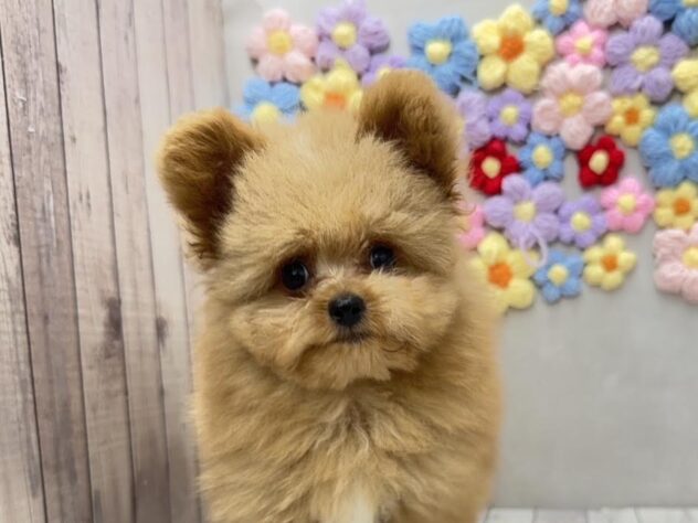 岡山県のポメプー(ポメラニアン×プードル) (ワンキャラット アミーゴ高屋店/2026年4月28日生まれ/男の子/レッド)の子犬の1枚目の画像