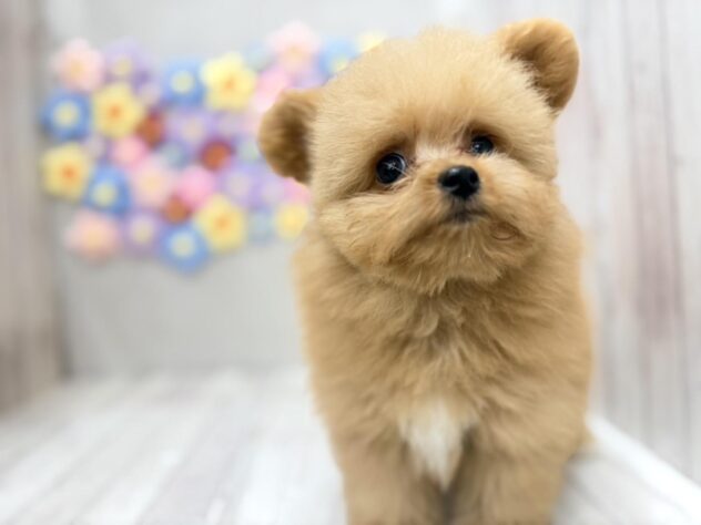 岡山県のポメプー(ポメラニアン×プードル) (ワンキャラット アミーゴ高屋店/2026年4月28日生まれ/男の子/レッド)の子犬の2枚目の画像