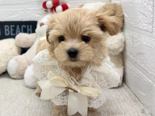 岡山県のハーフ犬・ミックス犬 (ワンキャラット アミーゴ岡南店/2026年5月28日生まれ/男の子/クリームホワイト)の子犬の1枚目の画像