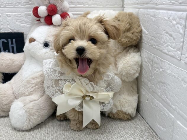 岡山県のハーフ犬・ミックス犬 (ワンキャラット アミーゴ岡南店/2026年5月28日生まれ/男の子/クリームホワイト)の子犬の2枚目の画像