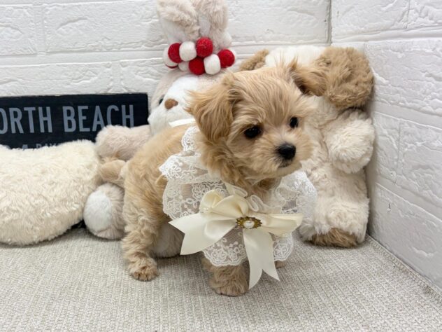 岡山県のハーフ犬・ミックス犬 (ワンキャラット アミーゴ岡南店/2026年5月28日生まれ/男の子/クリームホワイト)の子犬の3枚目の画像