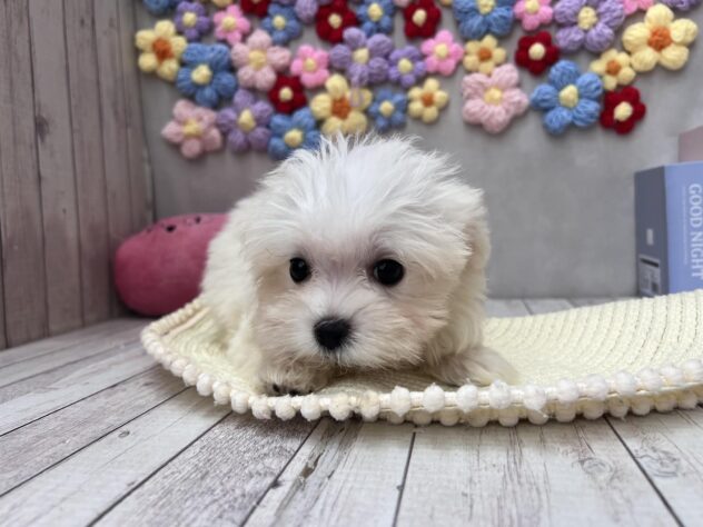 岡山県のハーフ犬・ミックス犬 (ワンキャラット アミーゴ高屋店/2026年4月30日生まれ/女の子/ホワイト)の子犬の2枚目の画像