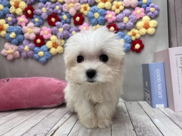 岡山県のハーフ犬・ミックス犬 (ワンキャラット アミーゴ高屋店/2026年4月30日生まれ/女の子/ホワイト)の子犬の1枚目の画像