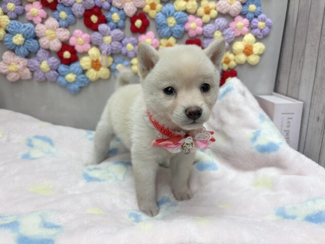 岡山県の豆柴 (ワンキャラット アミーゴ高屋店/2026年5月20日生まれ/女の子/白)の子犬の2枚目の画像