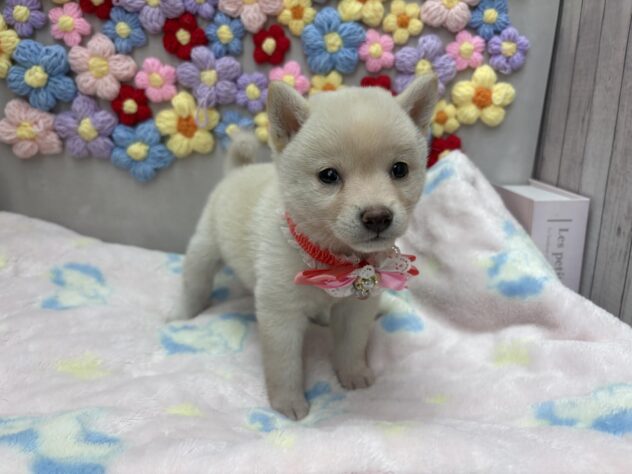 岡山県の豆柴 (ワンキャラット アミーゴ高屋店/2026年5月20日生まれ/女の子/白)の子犬の2枚目の画像