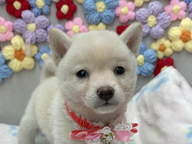 岡山県の豆柴 (ワンキャラット アミーゴ高屋店/2026年5月20日生まれ/女の子/白)の子犬の1枚目の画像