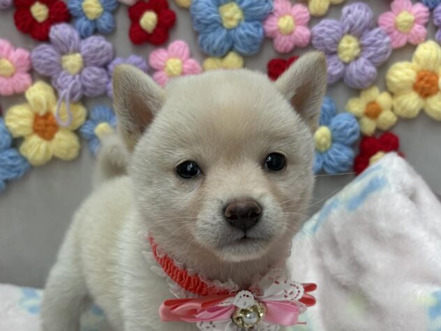 岡山県の豆柴 (ワンキャラット アミーゴ高屋店/2026年5月20日生まれ/女の子/白)の子犬の1枚目の画像
