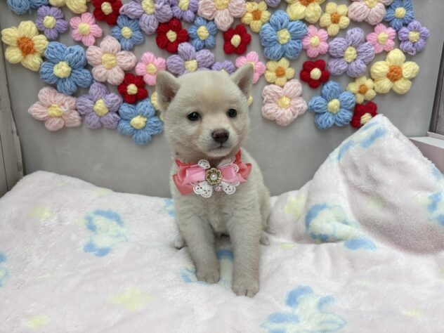 岡山県の豆柴 (ワンキャラット アミーゴ高屋店/2026年5月20日生まれ/女の子/白)の子犬の3枚目の画像