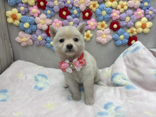 岡山県の豆柴 (ワンキャラット アミーゴ高屋店/2026年5月20日生まれ/女の子/白)の子犬の4枚目の画像