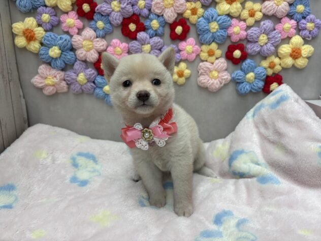 岡山県の豆柴 (ワンキャラット アミーゴ高屋店/2026年5月20日生まれ/女の子/白)の子犬の4枚目の画像