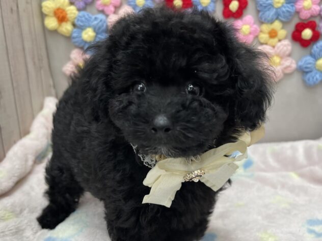 岡山県のトイプードル(トイ) (ワンキャラット アミーゴ高屋店/2026年5月20日生まれ/女の子/ブラック)の子犬の2枚目の画像
