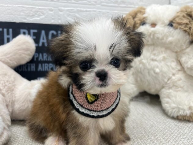 岡山県のハーフ犬・ミックス犬 (ワンキャラット アミーゴ岡南店/2026年5月18日生まれ/男の子/レッドホワイト)の子犬の1枚目の画像
