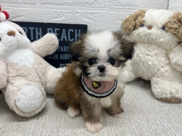 岡山県のハーフ犬・ミックス犬 (ワンキャラット アミーゴ岡南店/2026年5月18日生まれ/男の子/レッドホワイト)の子犬の2枚目の画像