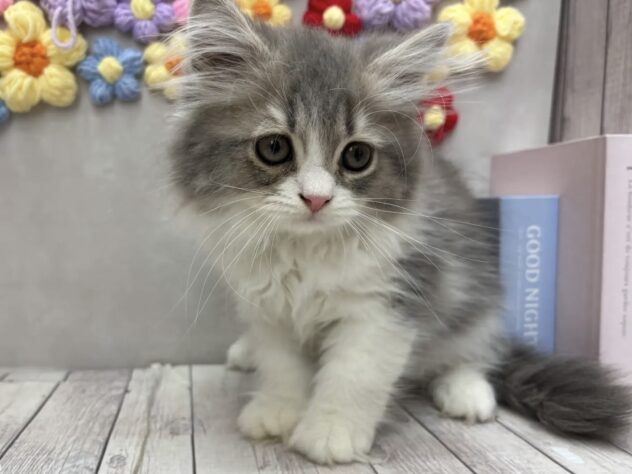 岡山県のラガマフィン (ワンキャラット アミーゴ高屋店/2026年5月22日生まれ/男の子/ブルータビーホワイト)の子猫の1枚目の画像