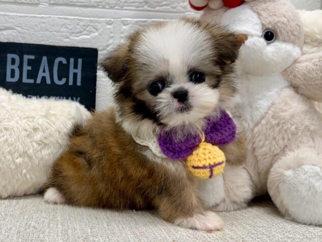 岡山県のハーフ犬・ミックス犬 (ワンキャラット アミーゴ岡南店/2026年5月18日生まれ/男の子/レッドホワイト)の子犬の1枚目の画像