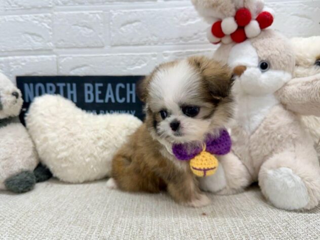 岡山県のハーフ犬・ミックス犬 (ワンキャラット アミーゴ岡南店/2026年5月18日生まれ/男の子/レッドホワイト)の子犬の3枚目の画像