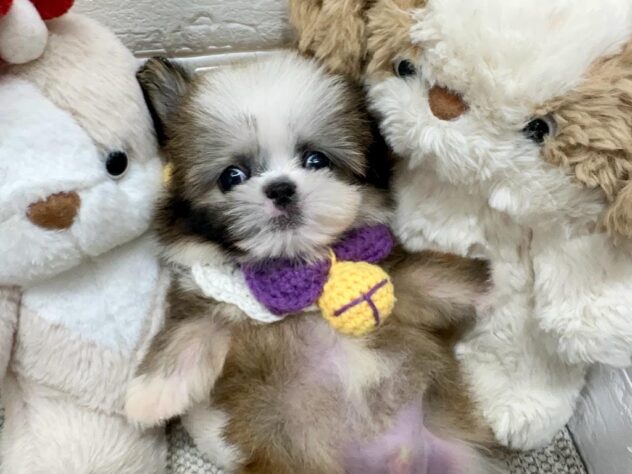 岡山県のハーフ犬・ミックス犬 (ワンキャラット アミーゴ岡南店/2026年5月18日生まれ/男の子/レッドホワイト)の子犬の2枚目の画像
