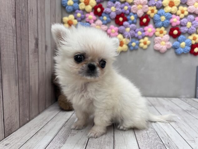 岡山県のハーフ犬・ミックス犬 (ワンキャラット アミーゴ高屋店/2026年5月4日生まれ/女の子/クリームホワイト)の子犬の2枚目の画像