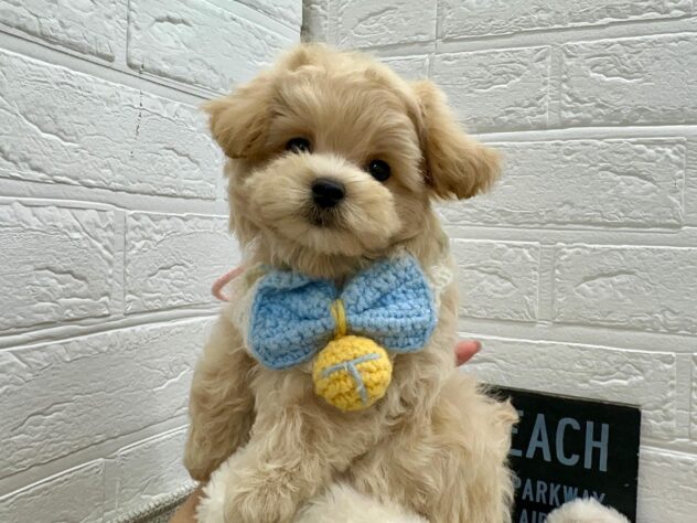 岡山県のハーフ犬・ミックス犬 (ワンキャラット アミーゴ岡南店/2026年5月28日生まれ/男の子/クリームホワイト)の子犬の1枚目の画像