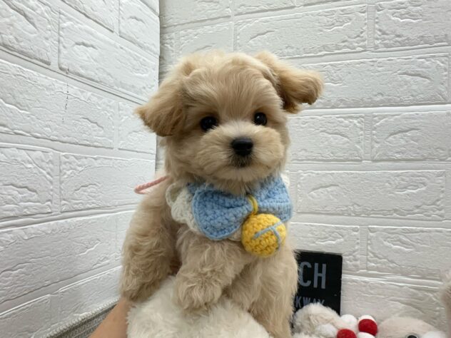 岡山県のハーフ犬・ミックス犬 (ワンキャラット アミーゴ岡南店/2026年5月28日生まれ/男の子/クリームホワイト)の子犬の2枚目の画像