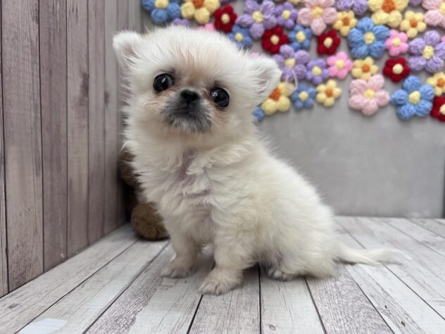 岡山県のハーフ犬・ミックス犬 (ワンキャラット アミーゴ高屋店/2026年5月4日生まれ/女の子/クリームホワイト)の子犬の1枚目の画像