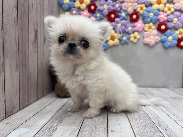 岡山県のハーフ犬・ミックス犬 (ワンキャラット アミーゴ高屋店/2026年5月4日生まれ/女の子/クリームホワイト)の子犬の3枚目の画像