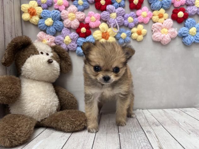 岡山県のハーフ犬・ミックス犬 (ワンキャラット アミーゴ高屋店/2026年5月30日生まれ/女の子/レッド)の子犬の2枚目の画像
