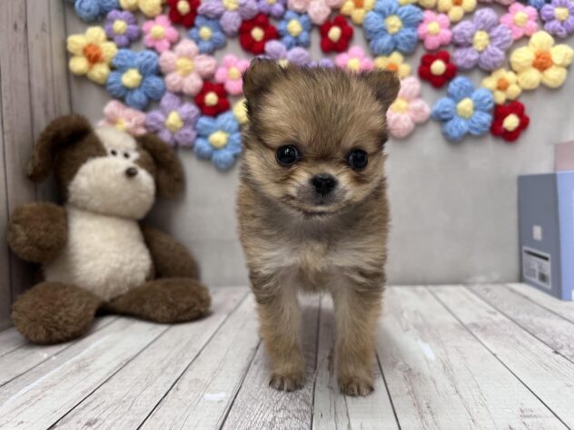 岡山県のハーフ犬・ミックス犬 (ワンキャラット アミーゴ高屋店/2026年5月30日生まれ/女の子/レッド)の子犬の1枚目の画像