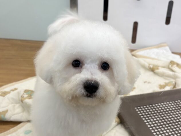 和歌山県のビションフリーゼ (アミーゴ和歌山太田店/2026年5月30日生まれ/男の子/ホワイト)の子犬の1枚目の画像