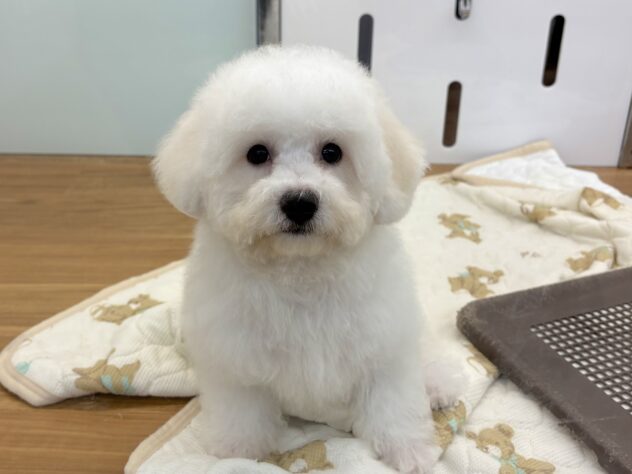 和歌山県のビションフリーゼ (アミーゴ和歌山太田店/2026年5月30日生まれ/男の子/ホワイト)の子犬の2枚目の画像