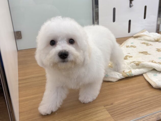 和歌山県のビションフリーゼ (アミーゴ和歌山太田店/2026年5月30日生まれ/男の子/ホワイト)の子犬の3枚目の画像