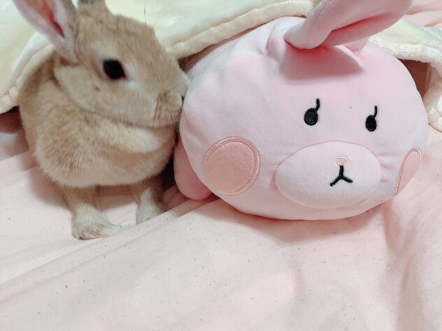 卑弥呼（ひみこ）