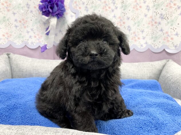 広島県のトイプードル(トイ) (アミーゴ宇品店/2026年5月12日生まれ/女の子/ブラック)の子犬の2枚目の画像