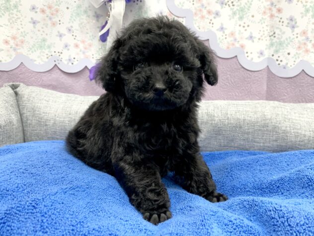 広島県のトイプードル(トイ) (アミーゴ宇品店/2026年5月12日生まれ/女の子/ブラック)の子犬の3枚目の画像