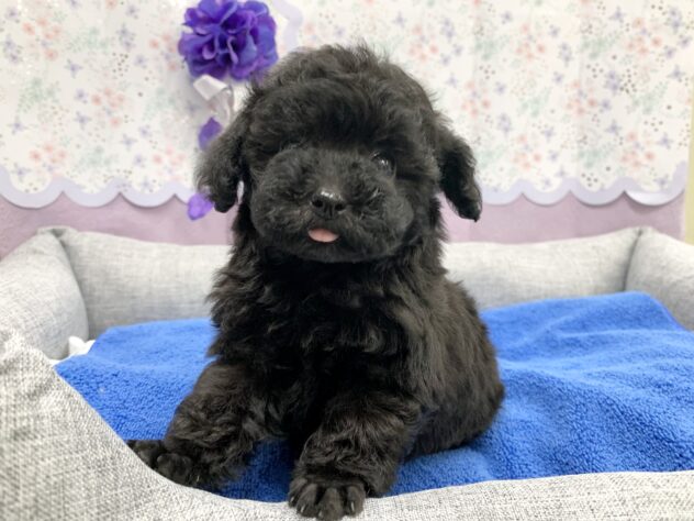 広島県のトイプードル(トイ) (アミーゴ宇品店/2026年5月12日生まれ/女の子/ブラック)の子犬の1枚目の画像