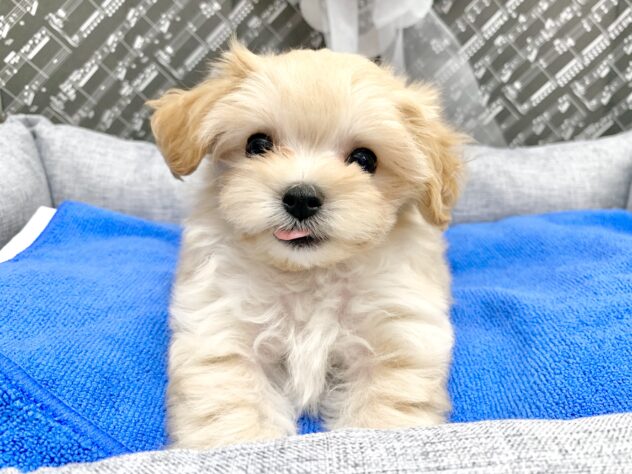 広島県のハーフ犬・ミックス犬 (アミーゴ宇品店/2026年5月16日生まれ/女の子/クリーム)の子犬の3枚目の画像