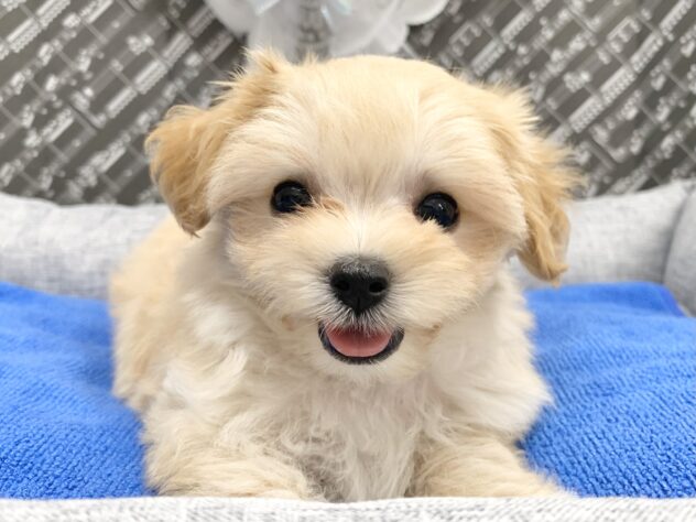 広島県のハーフ犬・ミックス犬 (アミーゴ宇品店/2026年5月16日生まれ/女の子/クリーム)の子犬の1枚目の画像
