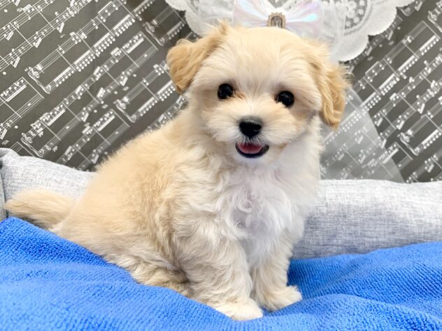 広島県のハーフ犬・ミックス犬 (アミーゴ宇品店/2026年5月16日生まれ/女の子/クリーム)の子犬の2枚目の画像