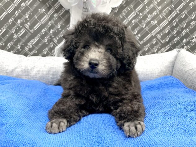 広島県のトイプードル(トイ) (アミーゴ宇品店/2026年5月15日生まれ/女の子/グレー)の子犬の1枚目の画像