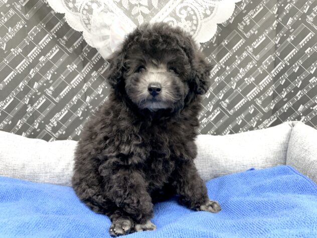 広島県のトイプードル(トイ) (アミーゴ宇品店/2026年5月15日生まれ/女の子/グレー)の子犬の3枚目の画像