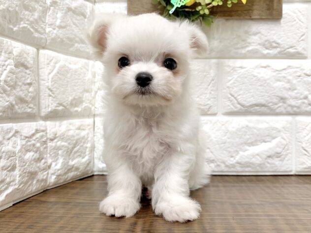 広島県のハーフ犬・ミックス犬 (アミーゴ宇品店/2026年5月23日生まれ/女の子/クリーム)の子犬の2枚目の画像