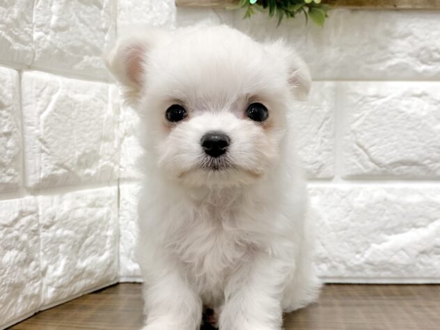 広島県のハーフ犬・ミックス犬 (アミーゴ宇品店/2026年5月23日生まれ/女の子/クリーム)の子犬の1枚目の画像
