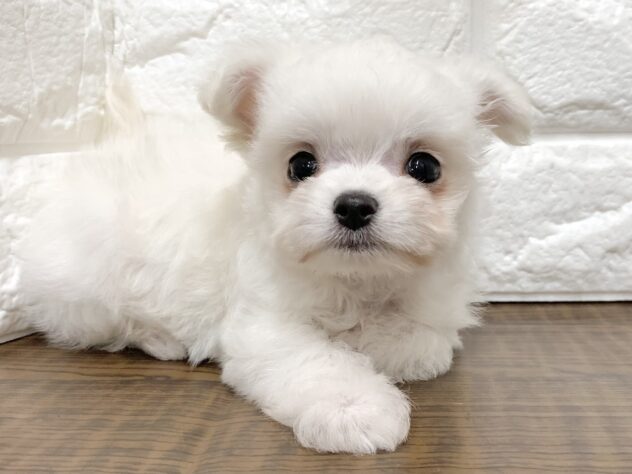 広島県のハーフ犬・ミックス犬 (アミーゴ宇品店/2026年5月23日生まれ/女の子/クリーム)の子犬の3枚目の画像