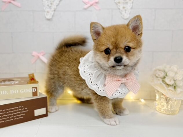 香川県のハーフ犬・ミックス犬 (ワンキャラット アミーゴ屋島店/2026年4月25日生まれ/女の子/赤)の子犬の3枚目の画像