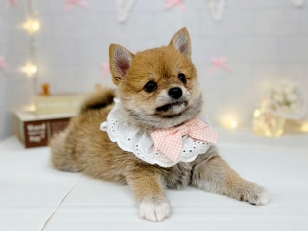 香川県のハーフ犬・ミックス犬 (ワンキャラット アミーゴ屋島店/2026年4月25日生まれ/女の子/赤)の子犬の1枚目の画像