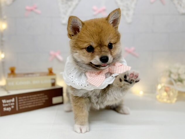 香川県のハーフ犬・ミックス犬 (ワンキャラット アミーゴ屋島店/2026年4月25日生まれ/女の子/赤)の子犬の2枚目の画像