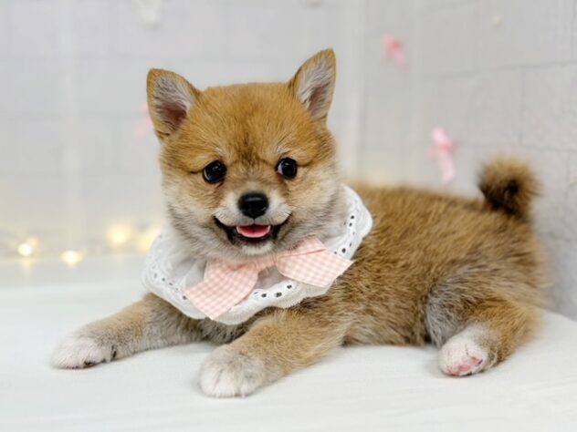 香川県のハーフ犬・ミックス犬 (ワンキャラット アミーゴ屋島店/2026年4月25日生まれ/女の子/赤)の子犬の4枚目の画像