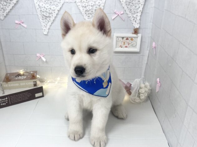 香川県のハーフ犬・ミックス犬 (ワンキャラット アミーゴ屋島店/2026年5月3日生まれ/男の子/クリーム)の子犬の2枚目の画像