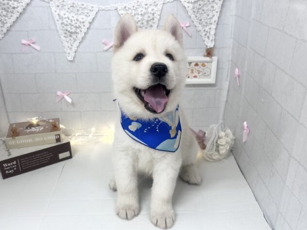 香川県のハーフ犬・ミックス犬 (ワンキャラット アミーゴ屋島店/2026年5月3日生まれ/男の子/クリーム)の子犬の3枚目の画像