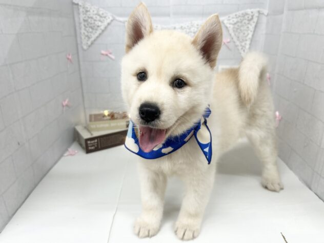 香川県のハーフ犬・ミックス犬 (ワンキャラット アミーゴ屋島店/2026年5月3日生まれ/男の子/クリーム)の子犬の4枚目の画像